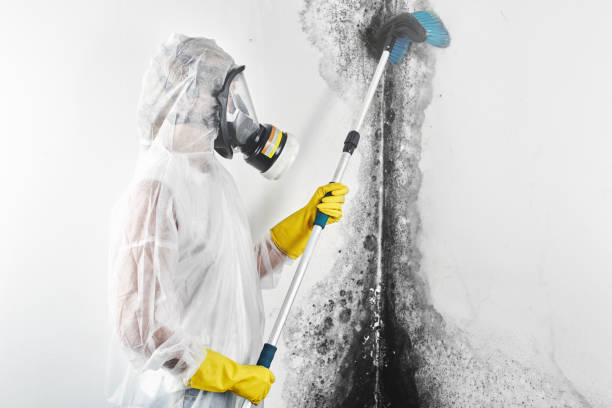 Best Environmental Consulting for Mold Prevention  in Coolidge, AZ