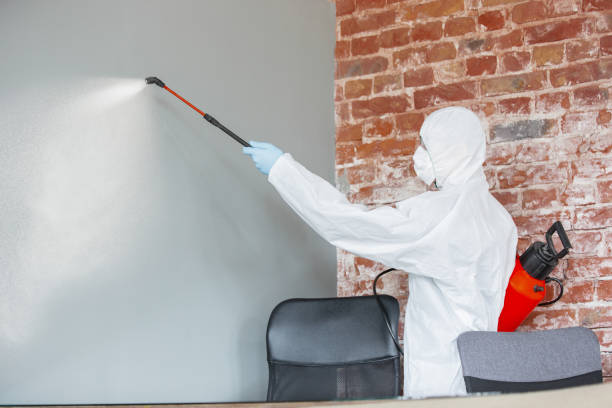 Best Mold Remediation for Vacation Homes  in Coolidge, AZ