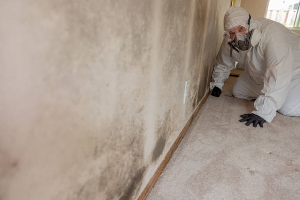Best Mold Remediation for Healthcare Facilities  in Coolidge, AZ